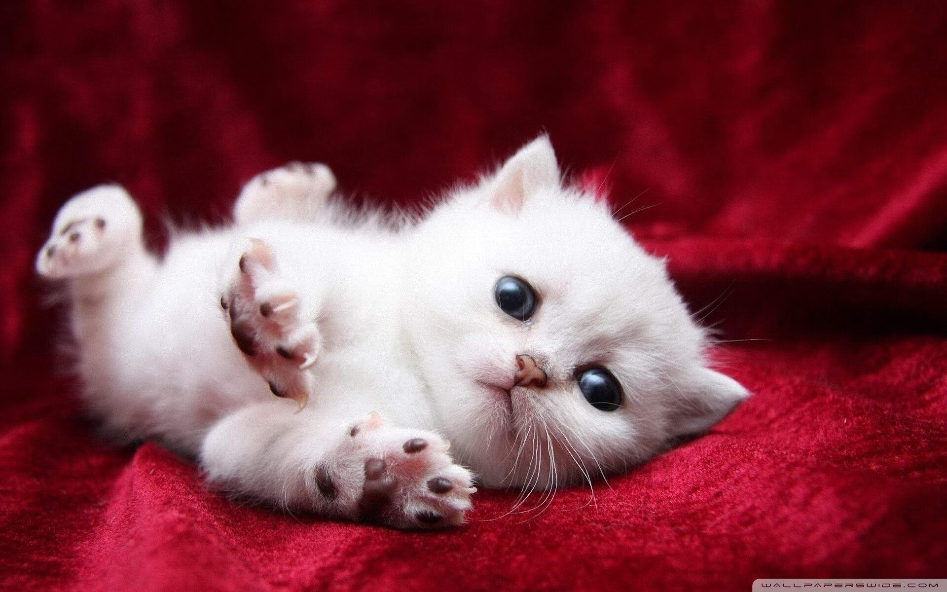 开云体育-双线叙事，法拉利的赛道碾压与拉塞尔的独舞