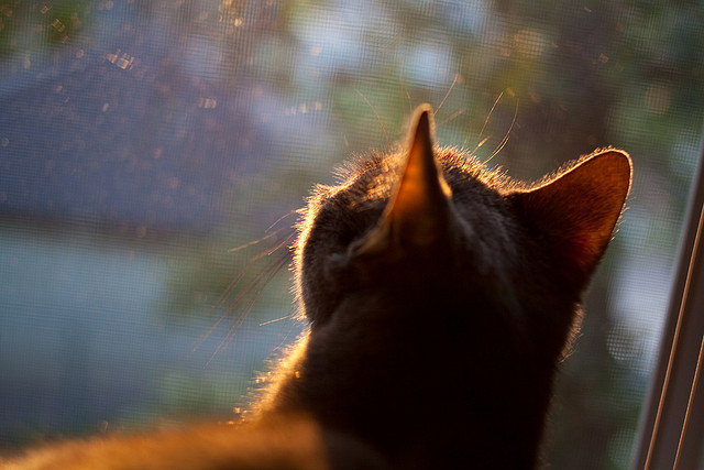开云体育平台APP-浴火重生的蓝狮，奥亚尔萨瓦尔点燃切尔西史诗逆转
