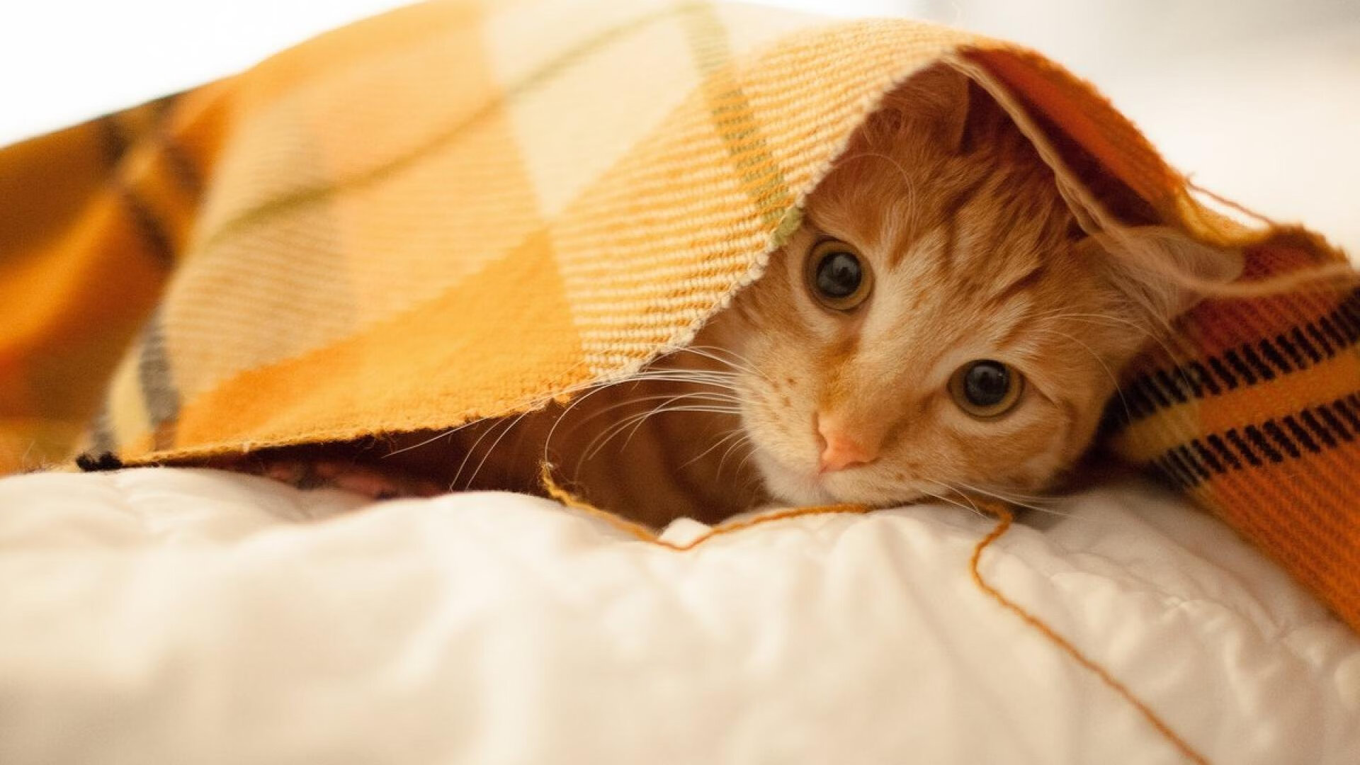 开云体育中国-东契奇在达拉斯击碎篮球物理定律，77号数学家破解篮球黄金比例