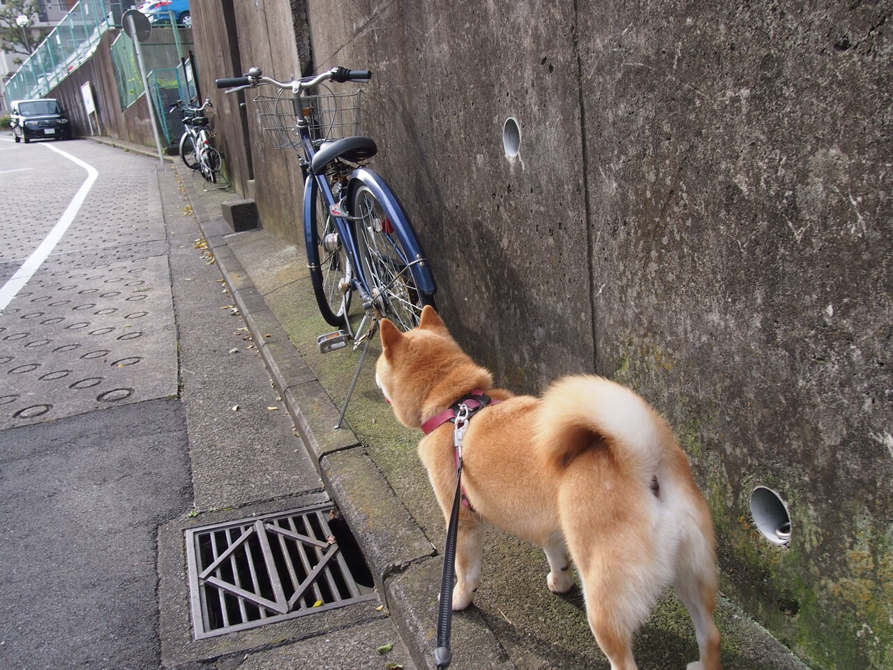 当夜晚吞噬赛道，新王在灯光下诞生