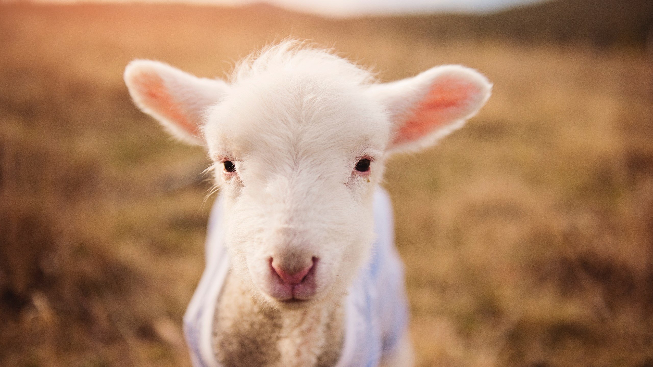 当国王驾临汽车城,一场NBA的欧冠级爆冷如何重写联盟剧本