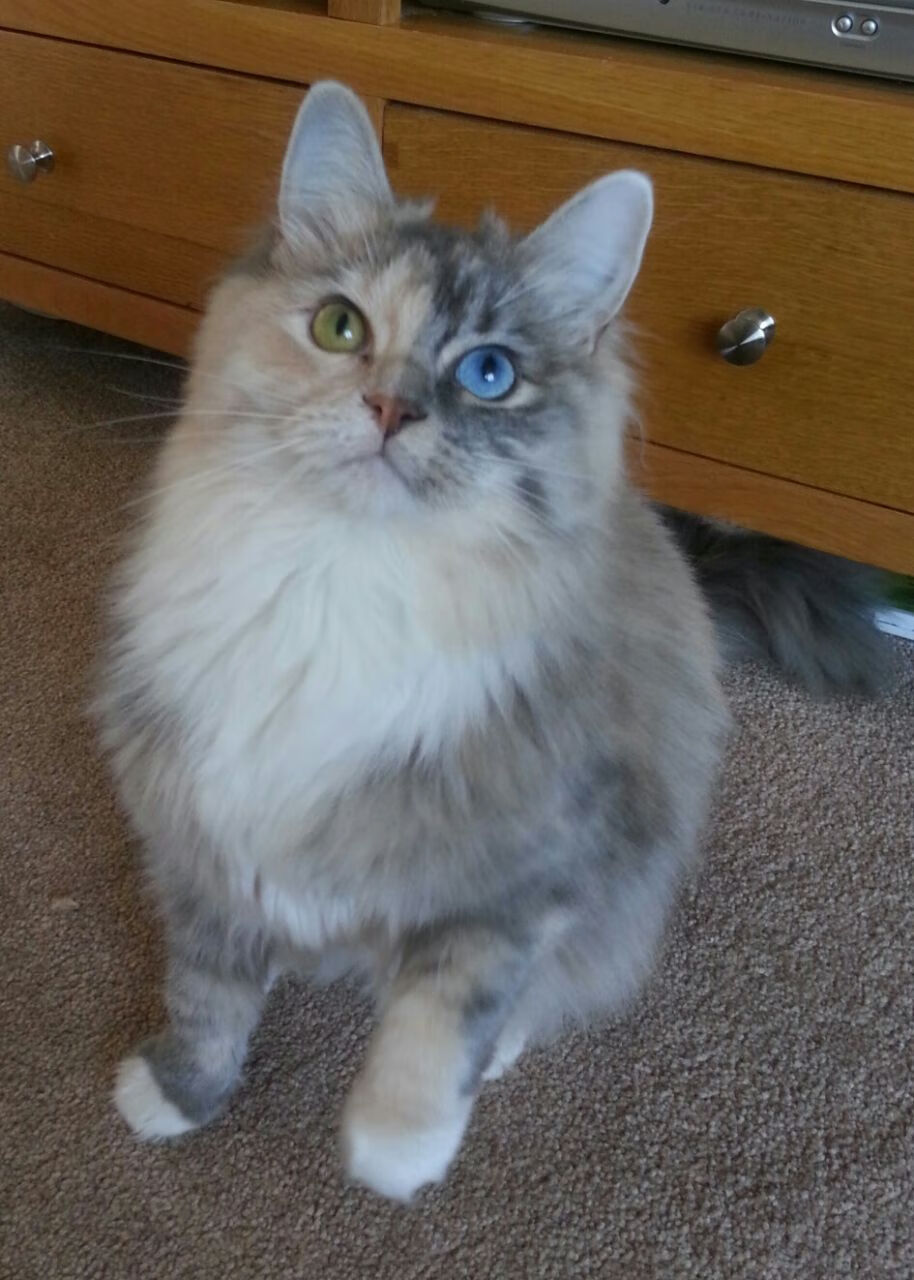 独步欧陆,当比利时飓风席卷圣马梅斯,德布劳内铸就唯一传奇