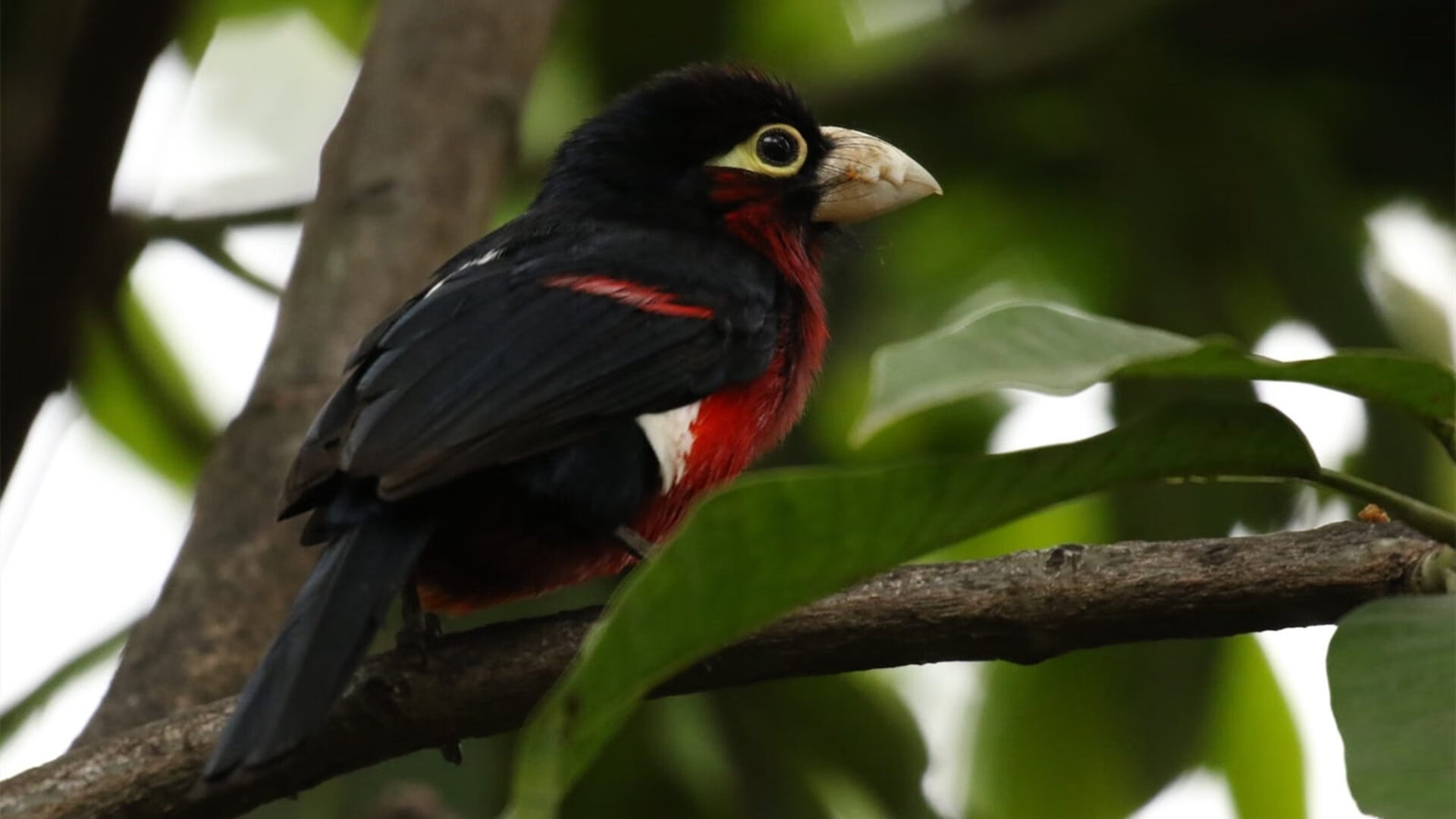 虹膜之环，药厂咆哮，特奥双响撕碎圣马梅斯信仰