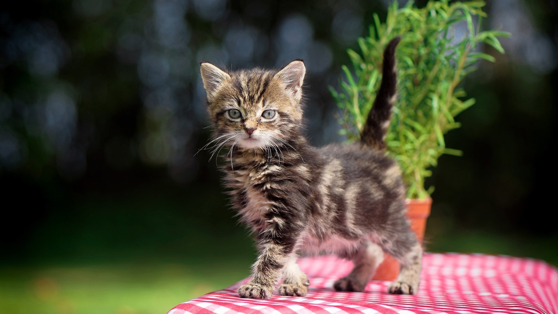 收鞘之剑,欧文抢七夜的无声锋芒