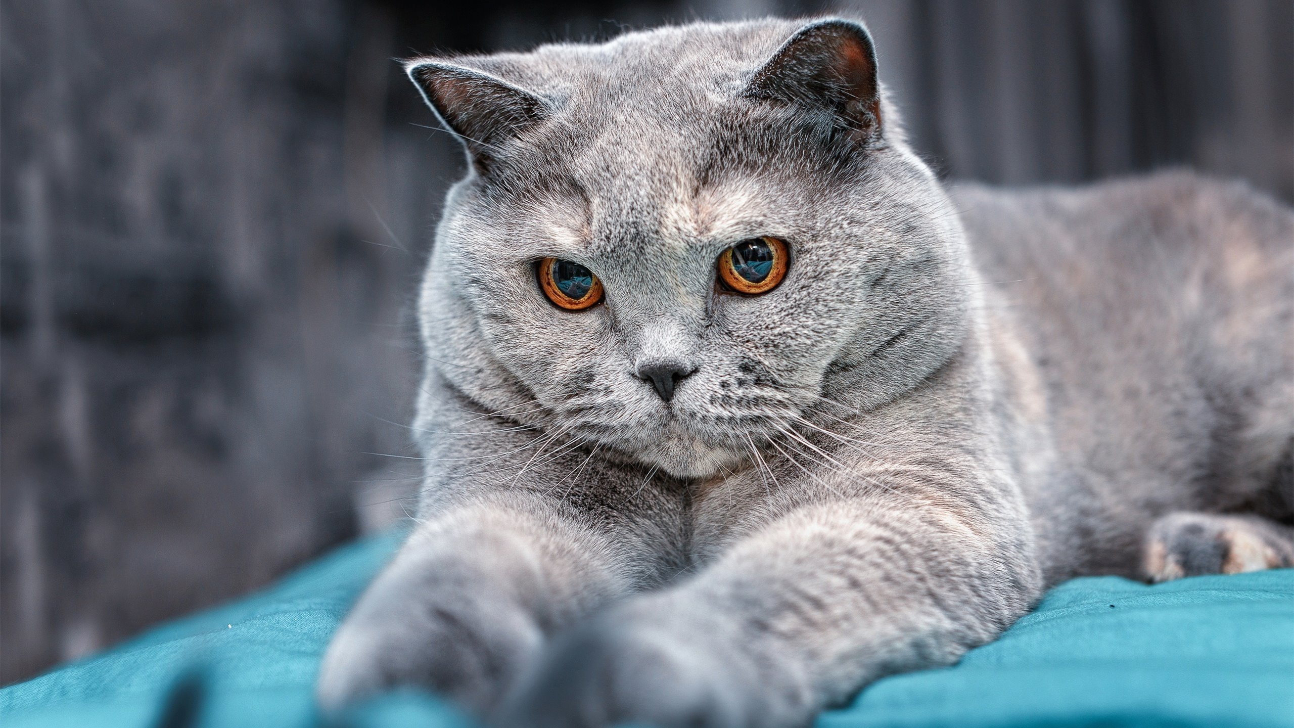 唯一之战，阿劳霍爆发引领威尔士节奏掌控韩国