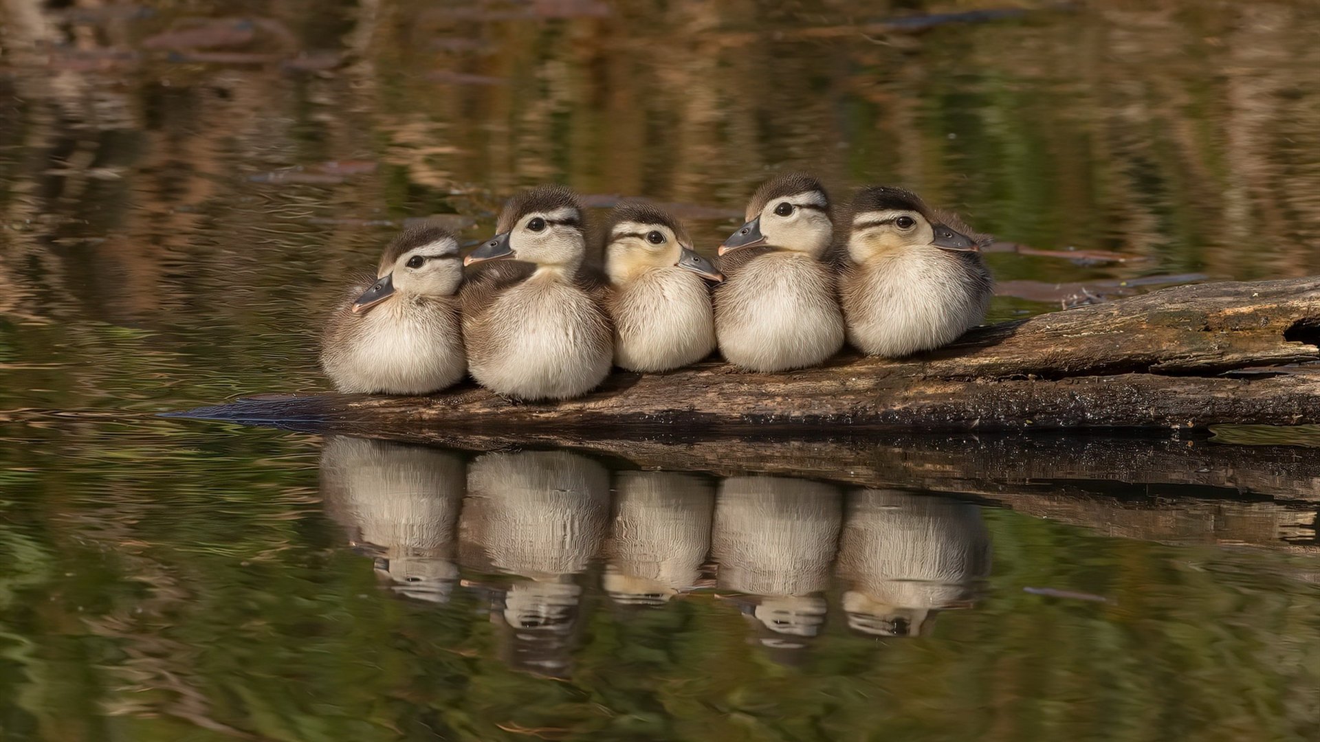 一次未发生的踏平，当德布劳内为委内瑞拉助攻