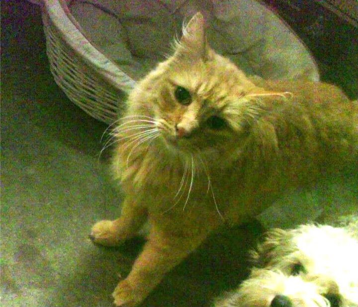 东方未明西方亮，足球世界的双生焰火与永恒悖论