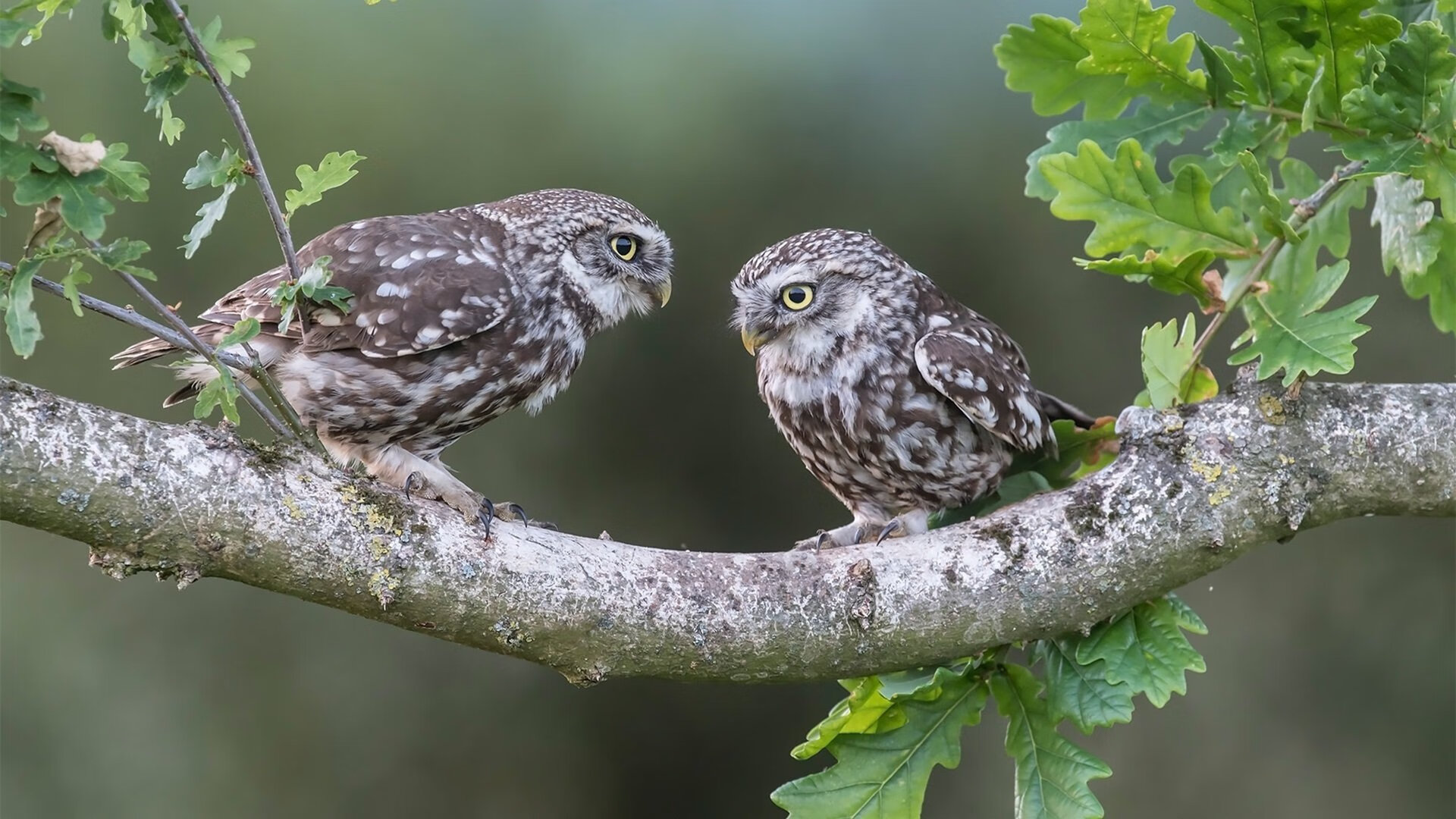 冰封北境，烈火燎原—小贾伦末节统治时刻率吉林双杀老鹰