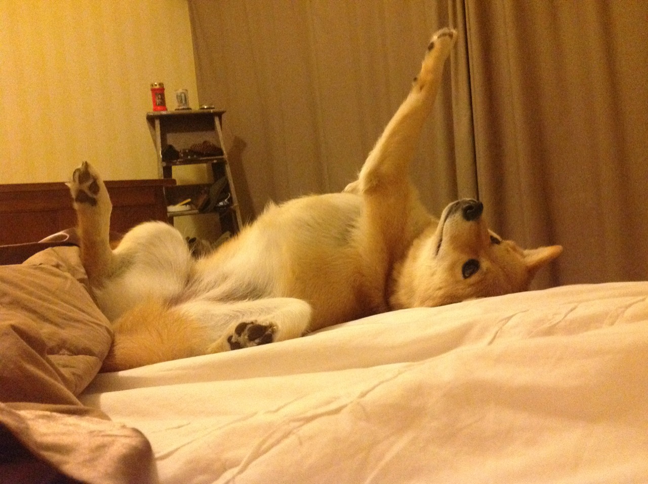 跨界奇迹，哈弗茨在NBA的北欧意志