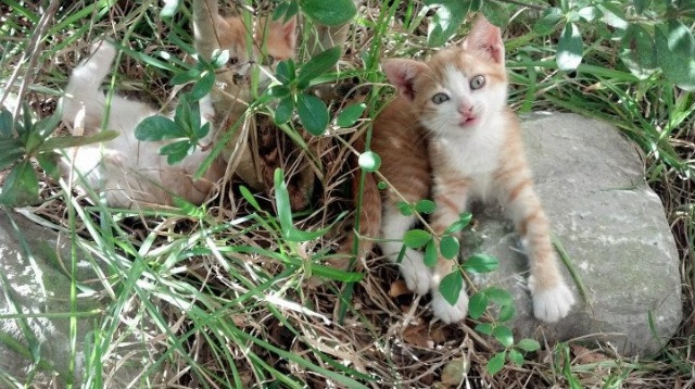 当蓝色战车遭遇美洲飓风，一场友谊赛如何被凯恩的末节法则重新定义