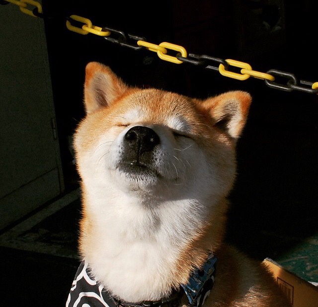 现代防守图腾，切特如何用七尺身躯与智慧之手筑起鹈鹕禁飞区